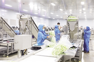 身邊事|彭水善感鄉:凈菜加工帶動鄉村產業振興