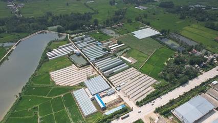 平橋區:&ldquo;合作社+特色農業&rdquo;繪就富民新畫卷