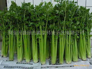 天盛綠色蔬菜產品 產品圖片 加盟店怎么樣