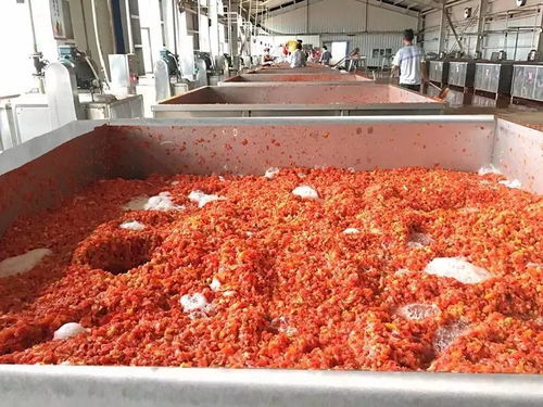 萬通蒙根花食品加工廠進行脫水蔬菜生產 番茄