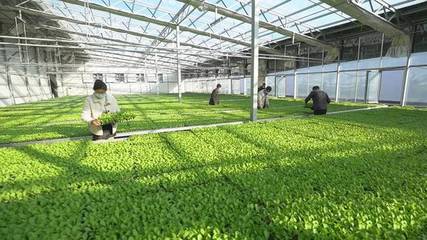 科技賦能助推萊西現代農業發展&ldquo;加速跑&rdquo;