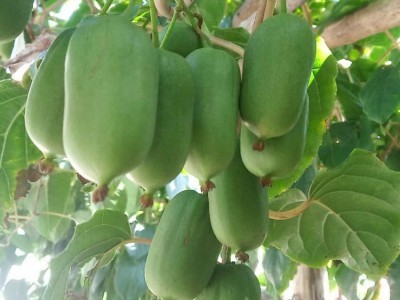 農之寶農寶商城信息屬于農之寶平臺(www.nzb555.com)包含蔬菜,水果,禽畜肉蛋,糧油米面,農資農機,種子種苗,水產,農副加工等產品類目,為廣大商家企業提供更便捷的交易方式。