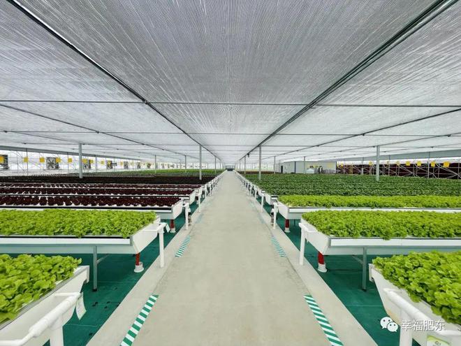 全省首批！肥東縣農產品果蔬種植與農副產品收購雙豐收